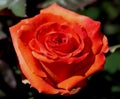 Full Single Orange Rose Flower in Garden