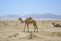 Full size camel profile walking on dry sand in desert