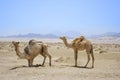 Full size camel profile walking on dry sand in desert