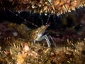 Humpback prawn, Pandalus montagi. Orkney, Scotland