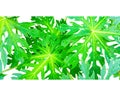 Full-size image of stacked leaves on a separate white background. This type of leaf is called papaya leaf in Thai. Royalty Free Stock Photo