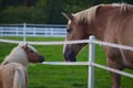 Full Size and Miniature Horse Gaze at Each Other Over Fence Royalty Free Stock Photo