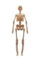 Full size model of human skeleton on white background Royalty Free Stock Photo