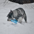 Young standard schnauzer