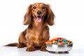 Full size portrait of happy Dachshund dog with a big bowl of dog food Isolated on white background