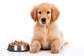 Full size portrait of sad Golden Retriever dog with a big bowl of dog food Isolated on white background Royalty Free Stock Photo