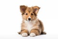 Full size portrait of Shetland Sheepdog puppy Isolated on white background Royalty Free Stock Photo