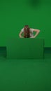 Full-size vertical green screen chroma key shot of a posessed female, woman figure, ghost, poltergeist, zombie crawling