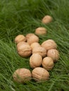 Full-sized ripe inshell walnuts in autumn. Healthy nuts full of polyunsaturated fats, antioxidants and nutrients