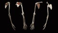 Full Skeletal Anatomy 3D Human Arm
