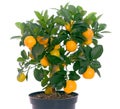 Full of small citrus tree