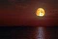 Full Snow blood Moon on night sky back cloud over dark sea Royalty Free Stock Photo