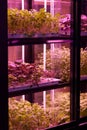 Full spectrum LED grow lights for lettuce and basil. Hydroponics and modern methods of growing plant Royalty Free Stock Photo