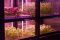 Full spectrum LED grow lights for lettuce and basil. Hydroponics and modern methods of growing plant Royalty Free Stock Photo