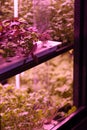 Full spectrum LED grow lights for lettuce and basil. Hydroponics and modern methods of growing plant Royalty Free Stock Photo