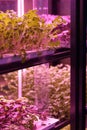 Full spectrum LED grow lights for lettuce and basil. Hydroponics and modern methods of growing plant Royalty Free Stock Photo