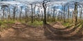 Full spherical hdri panorama 360 degrees angle view on gravel pedestrian footpath and bicycle lane path in pinery forest near huge Royalty Free Stock Photo