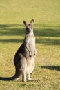 Kangaroo