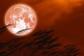 full strawberry moon on night red sky back silhouette grass flowers Royalty Free Stock Photo