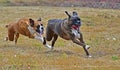 In full stride as a female boxer chases after a male boxer HDR Royalty Free Stock Photo