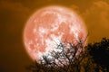 Full sturgeon blood moon and silhouette tree in the night sky