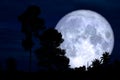 full sturgeon moon on the night red sky back silhouette branch tree