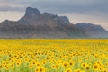 Full sunflower over the field Royalty Free Stock Photo