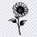 Full sunflower plant stylized black and white silhouette illustration Royalty Free Stock Photo