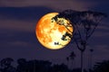 full super buck moon on night red sky back silhouette tree