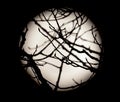 Full Super Moon Silhouetting Tree Branches