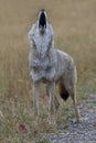 Full throated howl offered skyward by wild coyote