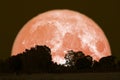 full Thunder moon on night sky back over silhouette forest