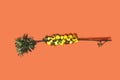 A full tree branch with hail damaged yellow organic heritage apples. Top view on bright orange Royalty Free Stock Photo