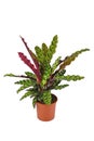 Full tropical `Calathea Lancifolia` houseplant, also called `Rattlesnake Plant` with exotic dot pattern in flower pot