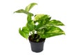 Full tropical `Epipremnum Aureum Golden Pothos` house plant in flower pot on white background Royalty Free Stock Photo