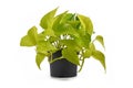 Full tropical `Epipremnum Aureum Lemon Lime` houseplant with neon green leaves in flower pot on white background Royalty Free Stock Photo