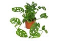 Full tropical `Monstera Adansonii` or `Monstera Monkey Mask` vine houseplant in flower pot on white background