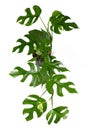 Full tropical `Rhaphidophora Tetrasperma` house plant with small leaves with windows, also called `Monstera Minima`