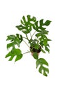 Full tropical `Rhaphidophora Tetrasperma`, a trendy exotic houseplant with small leaves with windows