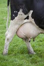 Full udder of black and white cow Royalty Free Stock Photo