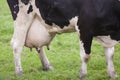 Full udder of black and white cow Royalty Free Stock Photo