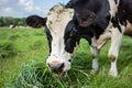 full udder cow feeding on grass, focus on milk potential Royalty Free Stock Photo
