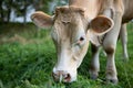 full udder cow feeding on grass, focus on milk potential Royalty Free Stock Photo