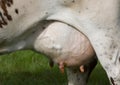 closeup of udder under spotted cow in green grassy meadow Royalty Free Stock Photo