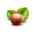 Full Unpeeled Hazelnut with Leaves on Background