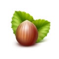 Full Unpeeled Hazelnut with Leaves on Background