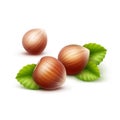 Full Unpeeled Realistic Hazelnuts with Leaves Close up Isolated on White Background