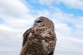 Full Upper Torso of Mexican Spotted Owl Royalty Free Stock Photo