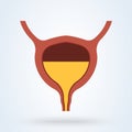 Full Urinary bladder. Human organ anatomy. Medical, healthcare and scientific concept. Vector illustration