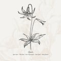 Full vector flower illustration Royalty Free Stock Photo